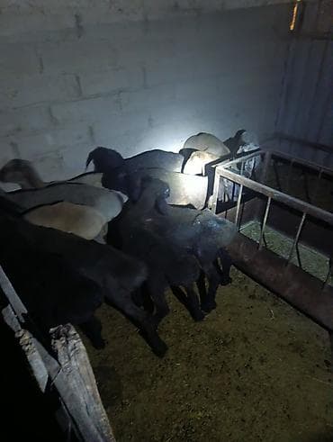 африканские сом: Продаю | Ягненок | Для разведения — 1