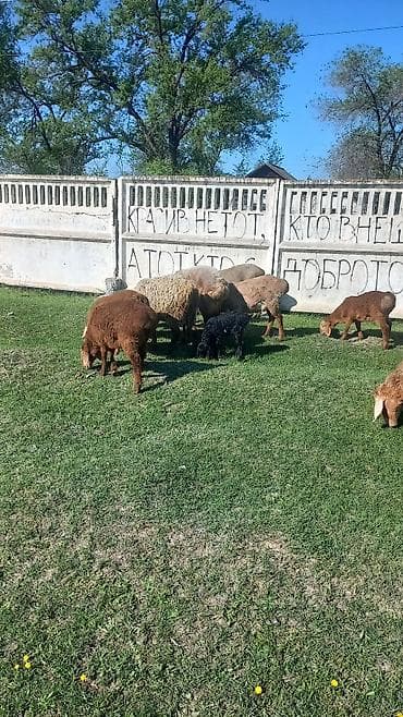 продаю кошара ферма: Продаю | Овца (самка) | Для разведения | Матка — 1