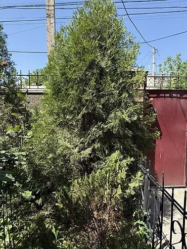хвойные растения: Вечнозелёные хвойные деревья/кустарники для озеленения участка. 4 — 1