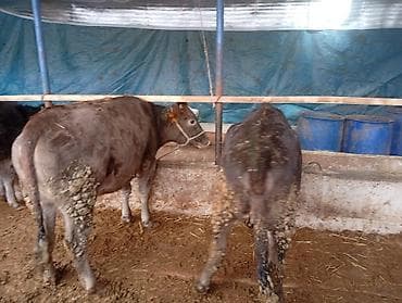 коровы симентал: Продаю | Бык (самец) | Полукровка | На откорм | Привязанные — 5