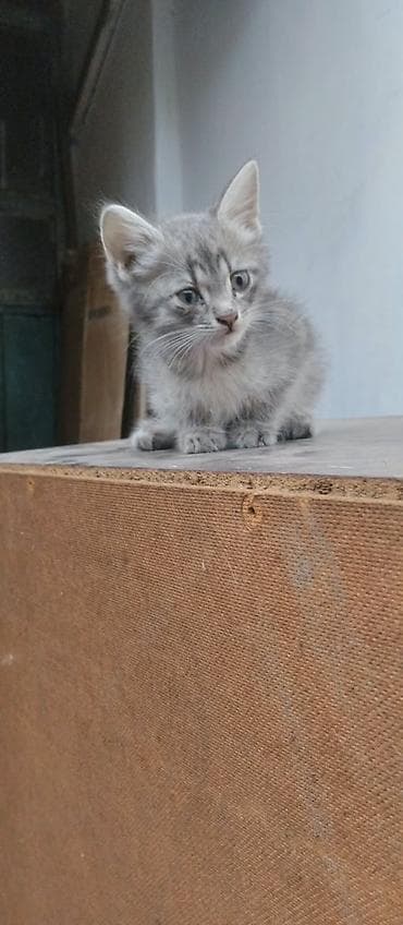 Котята серого и дымчатого окраса - Возраст: примерно 1,5–2 месяца (по — 3