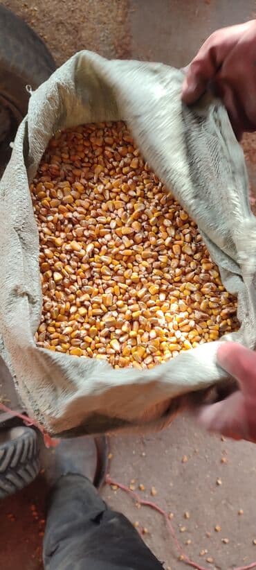 продаю в связи с переездом: Продаю сухую кукурузу в зёрнах сорт Пионерготовые уже затареные в — 5