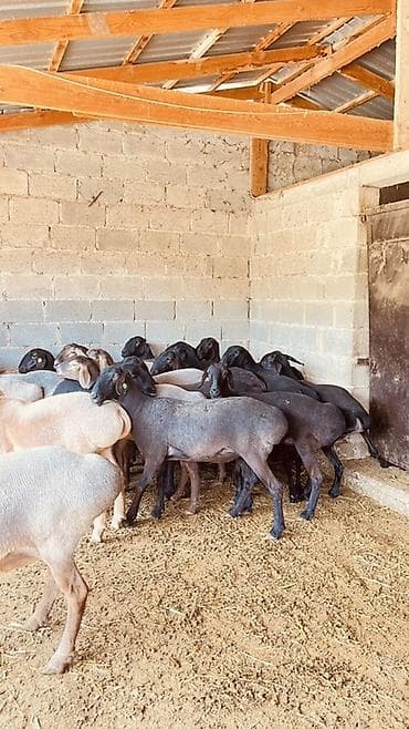 Продаю | Овца (самка) | Для разведения | Племенные