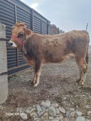 домик для собака: Продаю | Тёлка | Для разведения | Стельные — 2