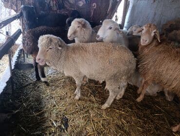 бельгийская овчарка малинуа цена: Продаю | Баран (самец) — 9