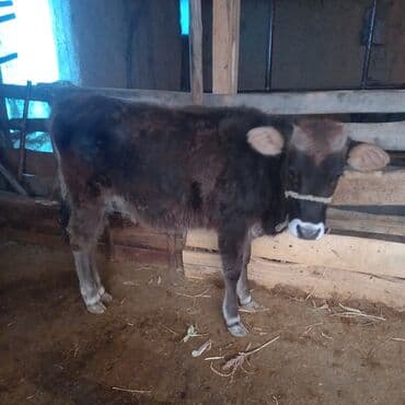 собака дом: Продаю | Корова (самка), Тёлка, Музоо, торпок | Алатауская, Швицкая | Для разведения — 2