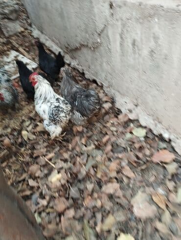 в связи с переездом отдам попугая жако в добрые руки: Продаю | Куры | Кохинхин | Для разведения — 10