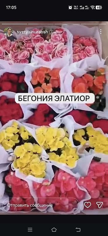 Бегония Элатиор — компактные кустики с пышными соцветиями