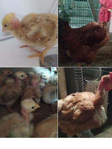 Продаю | Цыплята | Для разведения