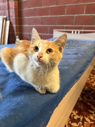 новорожденные котята: Отдам даром котенка Рыжий котенок 4 месяца примерно Очень ласковый — 2