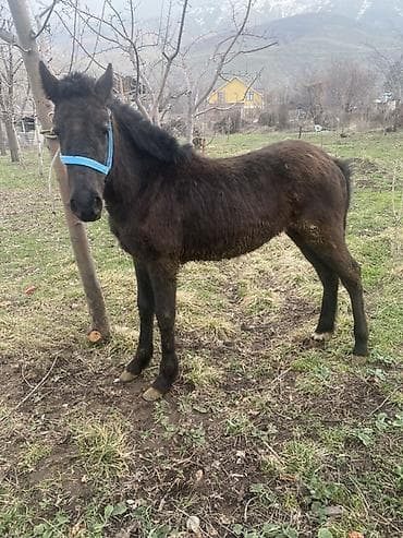 домашные животные: Продаю | Жеребенок | Конный спорт — 4