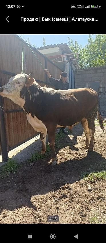 коне корсе: Продаю | Бык (самец) | Алатауская | На откорм | Племенные — 3