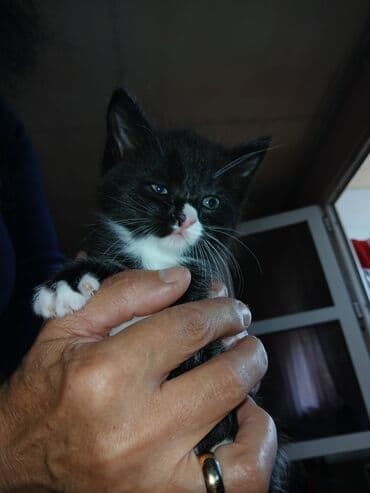 показы 1 354 72 договорная кошка даром британская короткошёрстная 1 год мальчик метис 2 позвонить написать: Скотиш Фолд (Шотландиялык шалпаң кулак), 1 айлык, Ургаачы, Биколор, Курттардан тазаланган — 3