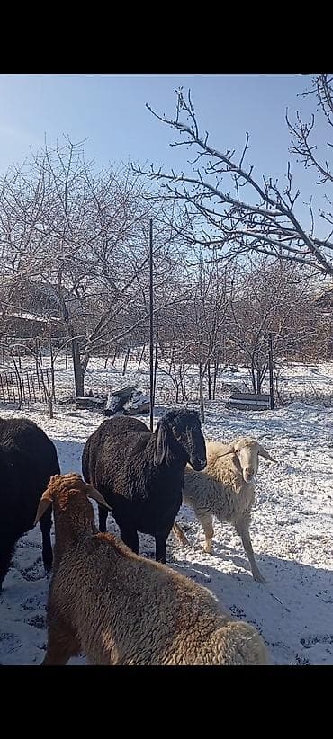 ээр бу: Продаю | Баран (самец) | Гиссарская, Арашан | Для разведения — 5