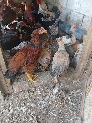 животные на продажу: Продаю домашних курей. цыплят молодняк 2-3 месячных. можно выбрать — 8
