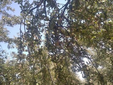 карагат фото: Алмалар — 7