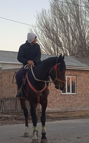 с связи с переездом: Сатам | Жылкы (эркек) | Ат спорту — 6