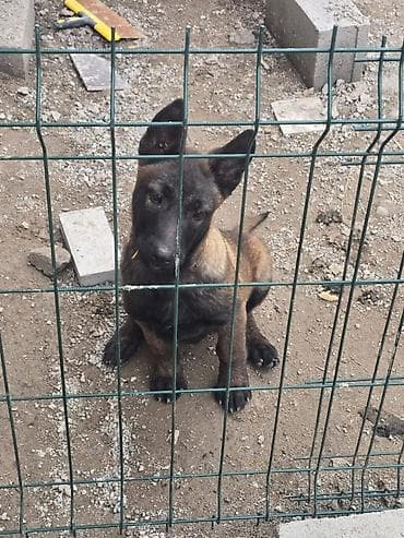 Үй жаныбарлары: 3 айлык, Эркек — 10