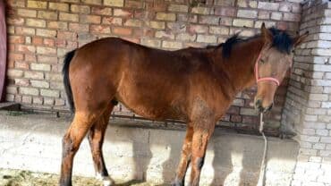 сельскохозяйственные животные продажа: Продаю | Жеребец | Полукровка | Для разведения, Конный спорт | Племенные — 4