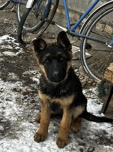 щенок овчарки цена: Немецкая овчарка, 2 месяца, Самка — 5