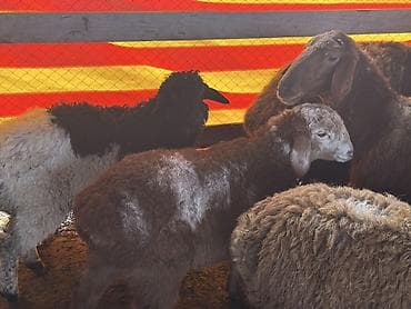 стришка овец: Продаю | Овца (самка), Баран (самец), Ягненок | Для разведения | Котные, Матка, Племенные — 3