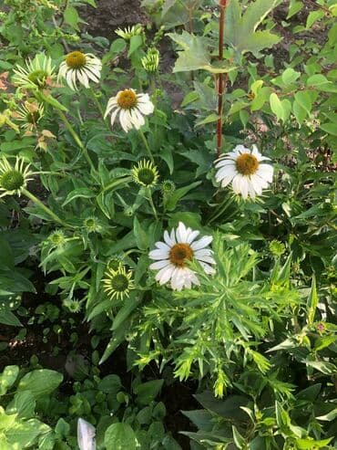 уф печать оборудование: Эхинацея - 250 сом. Эхинацея белая - 350 сом. Флоксы - 300 сом — 4