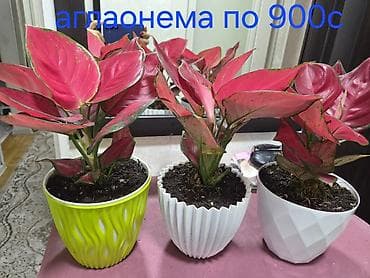 кала: Декабрист оранжевый на подвое кактуса + калатея украшенная (два — 6