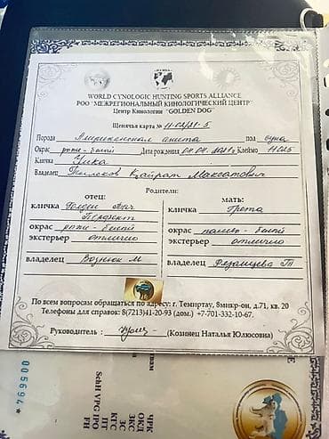 Иттер: Американская акита, кобель. Окрас палево-соболиный с белыми — 5
