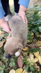 Ит кууту: Отдам в хорошие руки.Мама очень умная и преданная собачка,Щеночки — 5