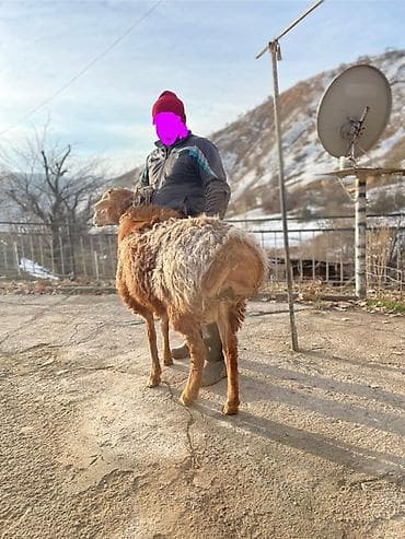 Продаю | Овца (самка) | Для разведения | Матка