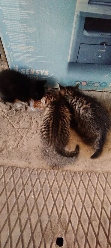 домик для котенка: Очаровательные котята бесплатно в добрые руки. - Помет из трех — 2