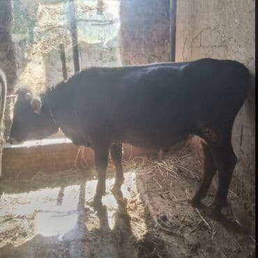 продаю музоо торпок корова самка бык самец айрширская ангус алатауская на забой для разведения на откорм племенные нетель привязанные: Сатам | Бука (эркек) | Бордоп семиртүү үчүн | Байланган — 3