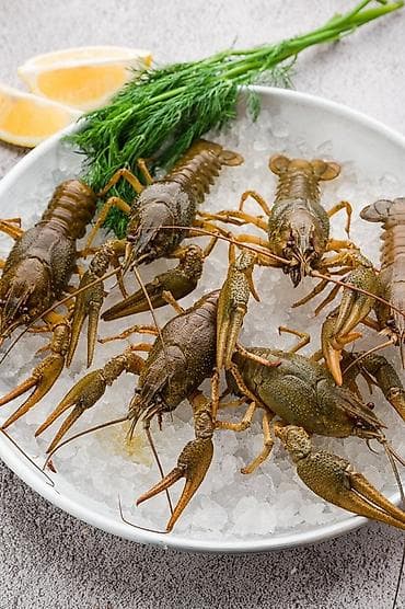 🦞 ВЫКУПИМ ЖИВЫХ РАКОВ ДОРОГО! 💰 📍 Принимаем на постоянной основе: —