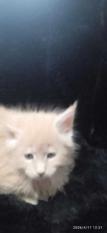 кукуруз продаю: Мейн-кун, 1 месяц, Мальчик, Приучена к лотку — 5