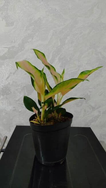 орхидеи в горшке купить с доставкой: Продаю цветы — 4