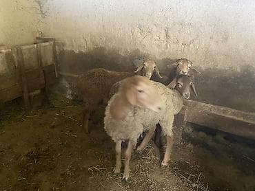 животные баран: Продаю | Ягненок | Полукровка, Арашан | На забой, Для разведения | Ярка — 7