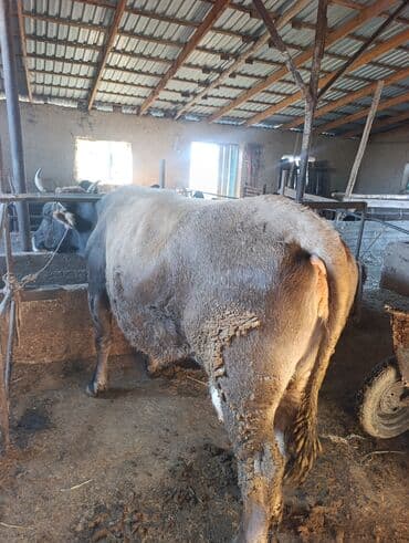 кролик декоративные: Продаю | Бык (самец) | Полукровка | Привязанные — 4