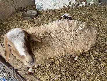 купить овец: Продаю | Овца (самка) | Для разведения | Матка — 2