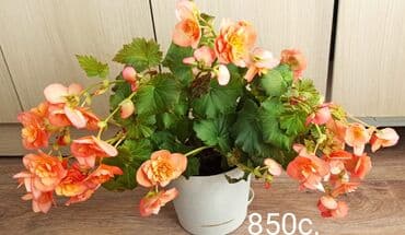 где можно купить корень имбиря: Бегония в горшке - Цветы крупные, махровые. - Окраски на выбор на — 2