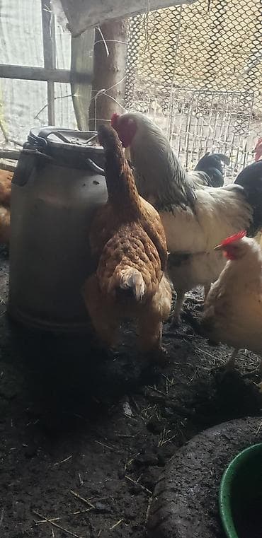 үй жаныбарлар: Сатам | Тооктор | Үй | Көбөйтүү үчүн — 2