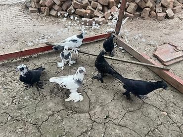 үкү топу: Продаю голубей — 5