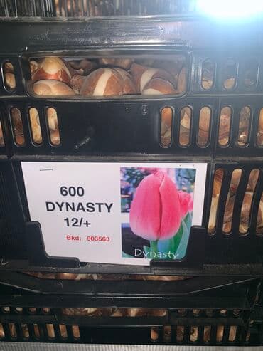 тюльпан оптом бишкек: Принимаем заказы на луковицу тюльпана, гиацинта, крокуса — 13