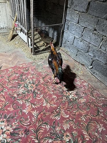 петухи бойцовые: Продаю | Петух | Бойцовая | Для разведения — 6