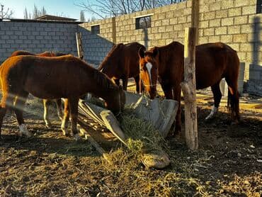 продажа овец: Продаю | Кобыла (самка), Конь (самец), Жеребец | Для разведения — 3