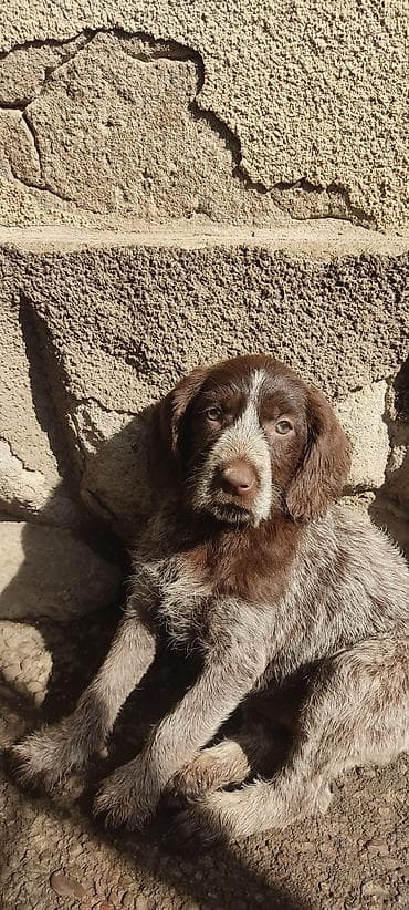 Готовы к продаже щенки драатхары Родились 23 февраля. Три девочки и