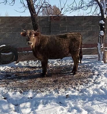Продаю | Бык (самец) | На откорм, Для разведения | Привязанные