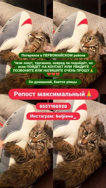 дом для кош: Жоголгон  — 1