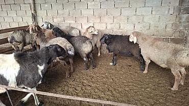 цетка для кур: Продаю | Овца (самка) — 1