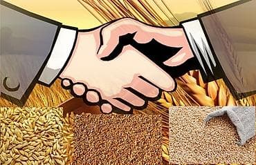 овощи сатканга: ПРОДАЖА !!! Ячмень 25 сом за 1кг Пшеница 25 сом за 1кг Кукуруза 25 сом — 1