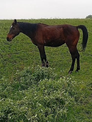 лошади кабыла: Продаю | Кобыла (самка) | Для разведения — 4